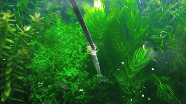 免花錢打氣、罐肥料！神手花8月打造「水缸小小生態系」從此一勞永逸　觀察小魚生產超奇妙
