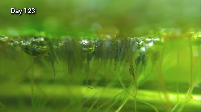 免花錢打氣、罐肥料！神手花8月打造「水缸小小生態系」從此一勞永逸　觀察小魚生產超奇妙