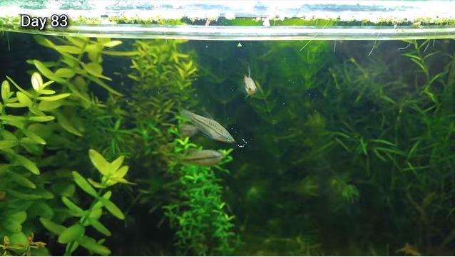 免花錢打氣、罐肥料！神手花8月打造「水缸小小生態系」從此一勞永逸　觀察小魚生產超奇妙