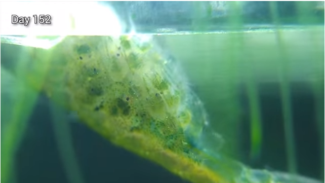 免花錢打氣、罐肥料！神手花8月打造「水缸小小生態系」從此一勞永逸　觀察小魚生產超奇妙