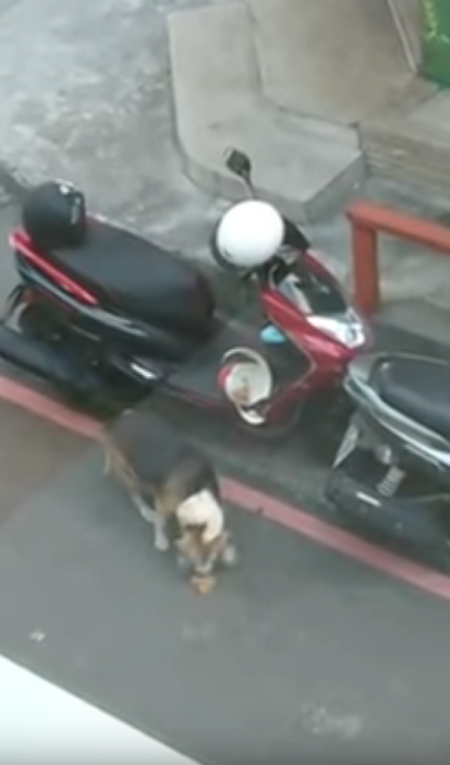 聽到店員廣播找車主  以為要移車沒想到是「炸雞被吃了」 現行犯被抓包：這內行的！