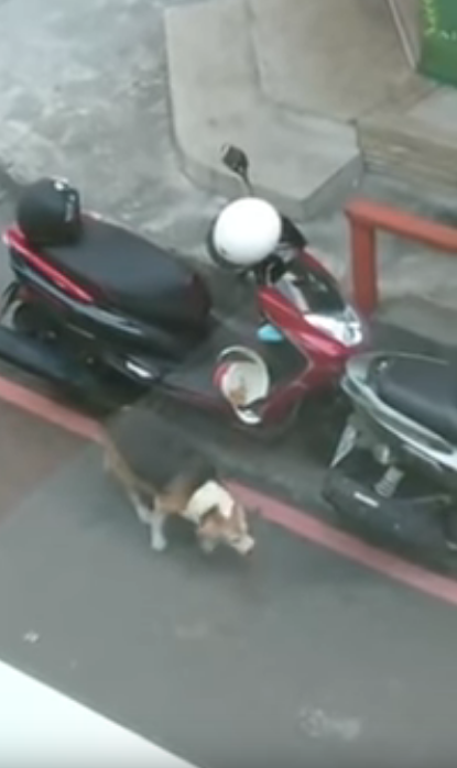 聽到店員廣播找車主  以為要移車沒想到是「炸雞被吃了」 現行犯被抓包：這內行的！