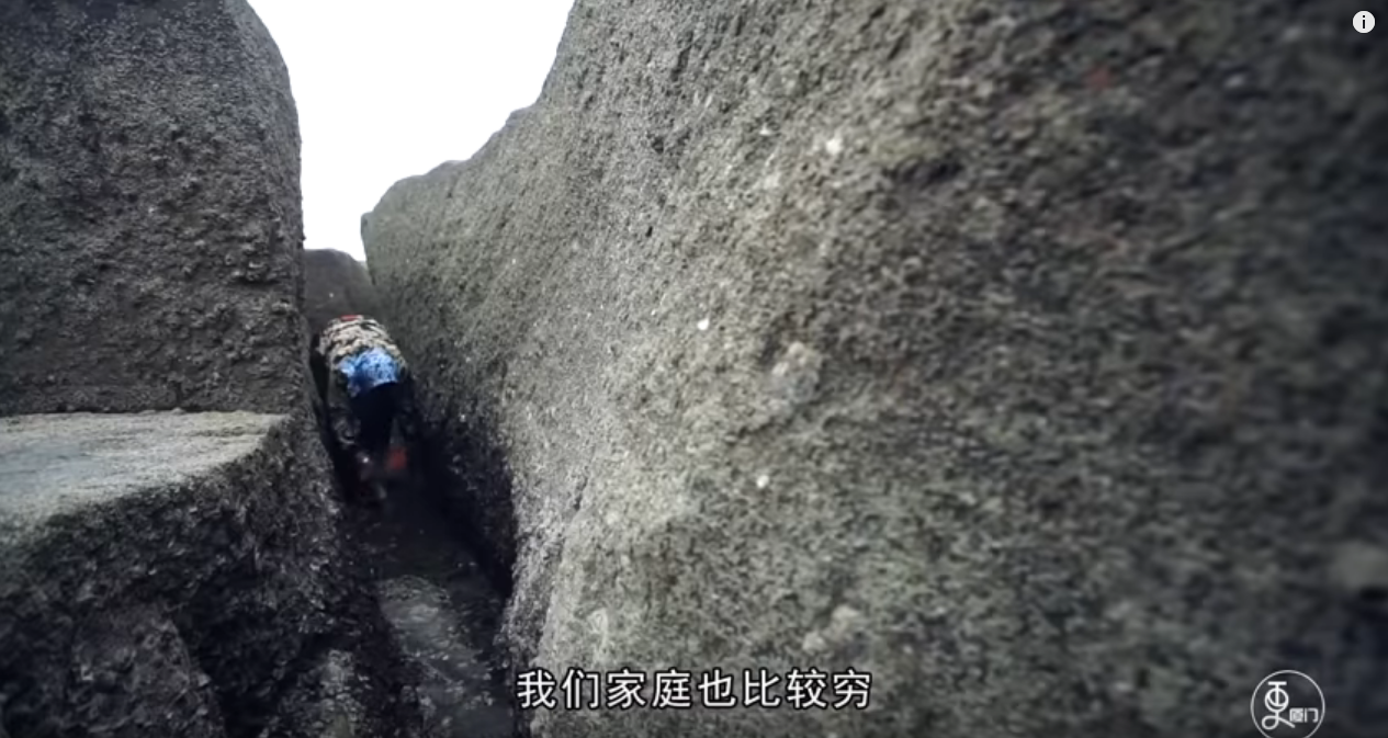 半生石花，一生為家！她曾掉海3次堅持走下去 靠石花度過坎坷：不想當孩子負擔