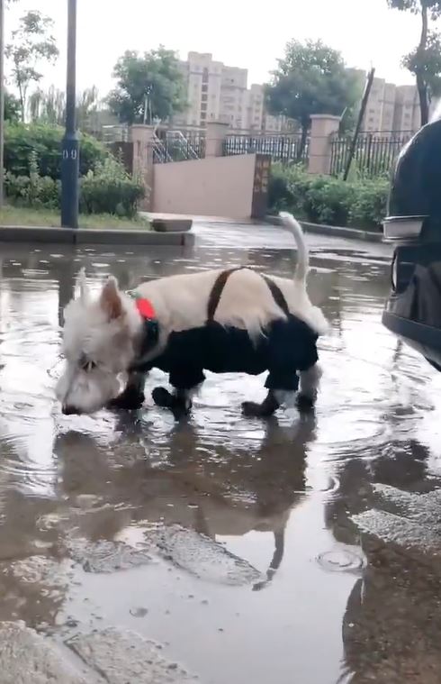 下雨天踩水水！汪汪換上「低底盤防髒雨衣」　踏輕快小碎步：耶不怕弄髒了