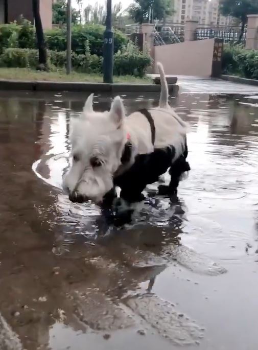 下雨天踩水水！汪汪換上「低底盤防髒雨衣」　踏輕快小碎步：耶不怕弄髒了