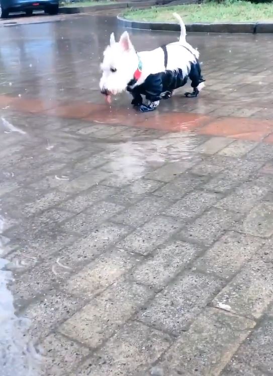 下雨天踩水水！汪汪換上「低底盤防髒雨衣」　踏輕快小碎步：耶不怕弄髒了