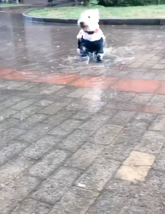 下雨天踩水水！汪汪換上「低底盤防髒雨衣」　踏輕快小碎步：耶不怕弄髒了