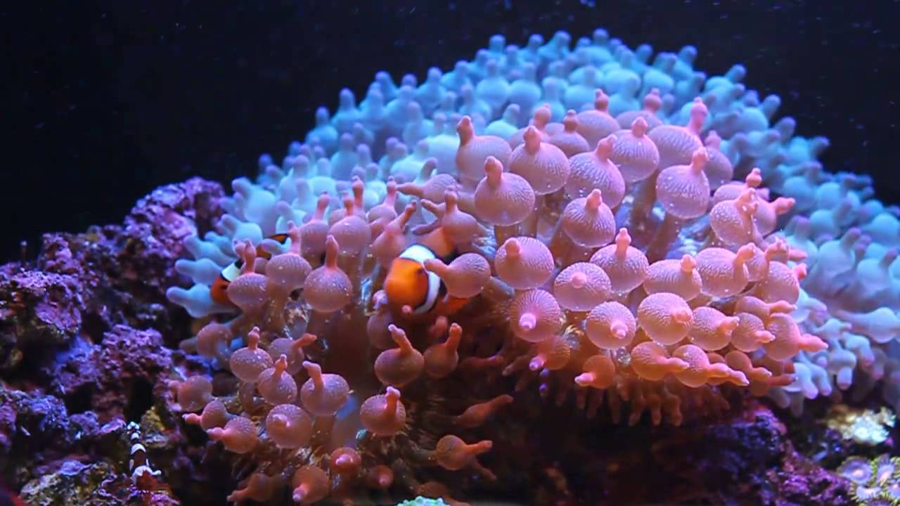 超潮「海葵燙」敢嘗試嗎？設計師忙半天「粉紅海葵開滿頭」　旋轉展示網笑翻：海底總動員？