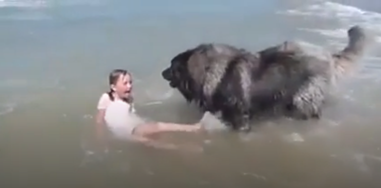 毛小孩是主人的英勇保鑣! 女孩跌進海浪「狗狗咬住衣領」 賣力將她往岸上拖:幸好有你在
