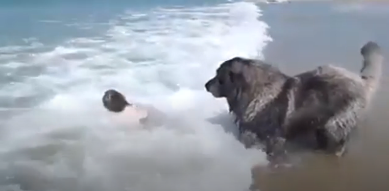 毛小孩是主人的英勇保鑣! 女孩跌進海浪「狗狗咬住衣領」 賣力將她往岸上拖:幸好有你在