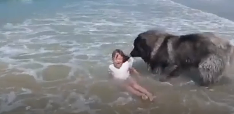 毛小孩是主人的英勇保鑣! 女孩跌進海浪「狗狗咬住衣領」 賣力將她往岸上拖:幸好有你在