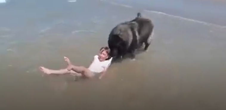 毛小孩是主人的英勇保鑣! 女孩跌進海浪「狗狗咬住衣領」 賣力將她往岸上拖:幸好有你在