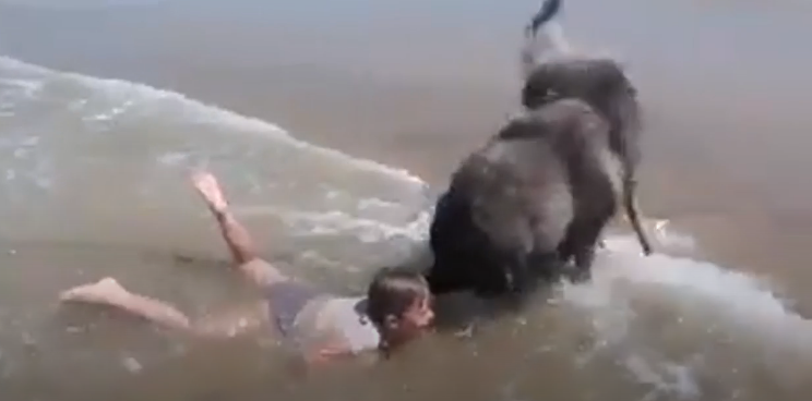 毛小孩是主人的英勇保鑣! 女孩跌進海浪「狗狗咬住衣領」 賣力將她往岸上拖:幸好有你在