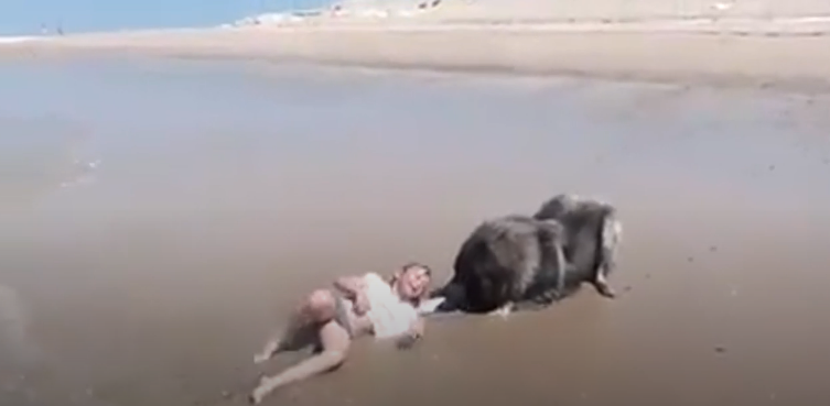毛小孩是主人的英勇保鑣! 女孩跌進海浪「狗狗咬住衣領」 賣力將她往岸上拖:幸好有你在