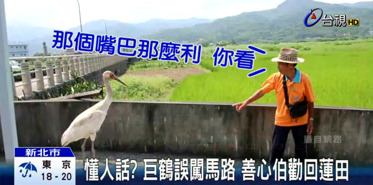 懂人話？巨鶴誤闖馬路善心伯勸回　「喊出一句」大白鶴竟展開翅膀追上他：超神默契