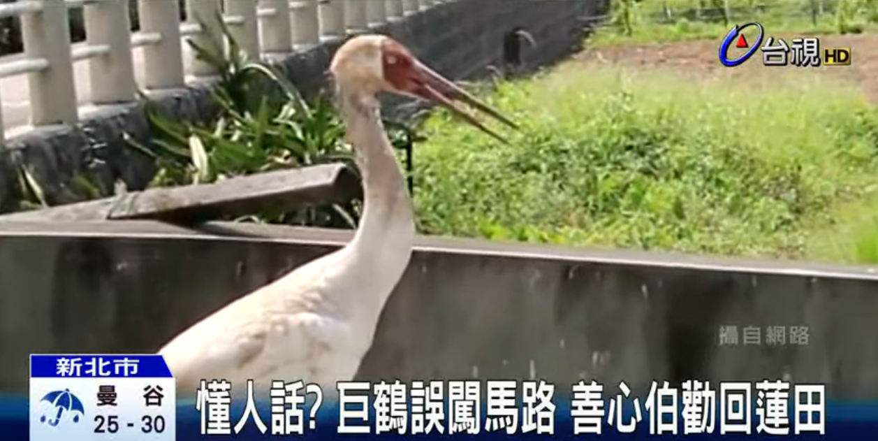 懂人話？巨鶴誤闖馬路善心伯勸回　「喊出一句」大白鶴竟展開翅膀追上他：超神默契