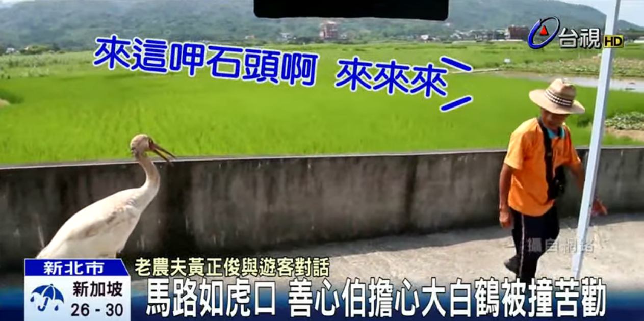 懂人話？巨鶴誤闖馬路善心伯勸回　「喊出一句」大白鶴竟展開翅膀追上他：超神默契