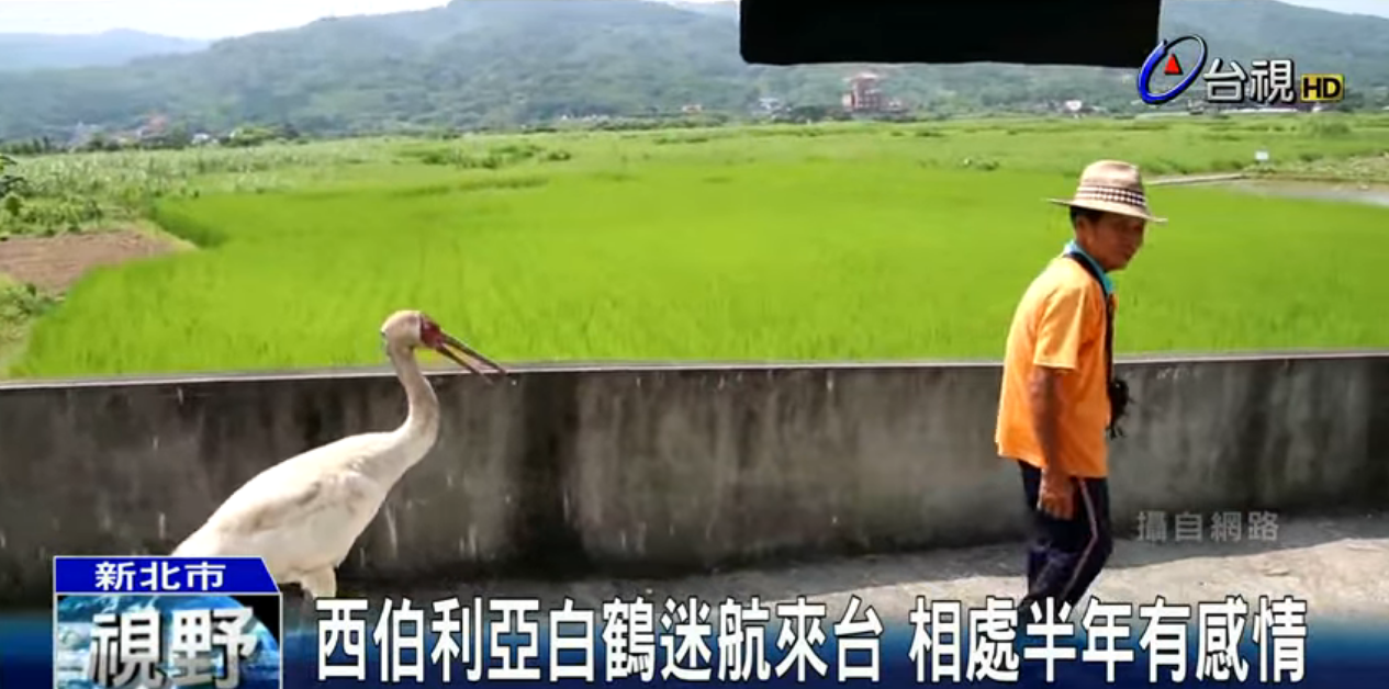 懂人話？巨鶴誤闖馬路善心伯勸回　「喊出一句」大白鶴竟展開翅膀追上他：超神默契