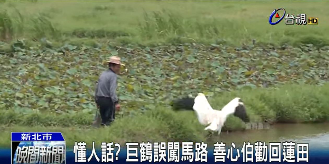 懂人話？巨鶴誤闖馬路善心伯勸回　「喊出一句」大白鶴竟展開翅膀追上他：超神默契