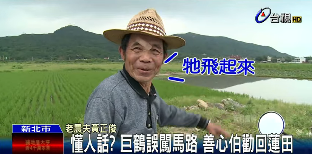 懂人話？巨鶴誤闖馬路善心伯勸回　「喊出一句」大白鶴竟展開翅膀追上他：超神默契