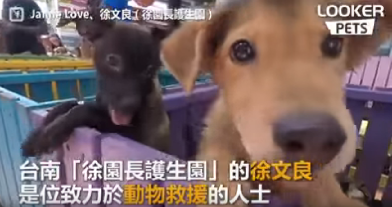 被狗狗救贖的浪子！ 徐園長「用救援行動報答」 摯愛夥伴搭心仔一生約定網友全淚崩