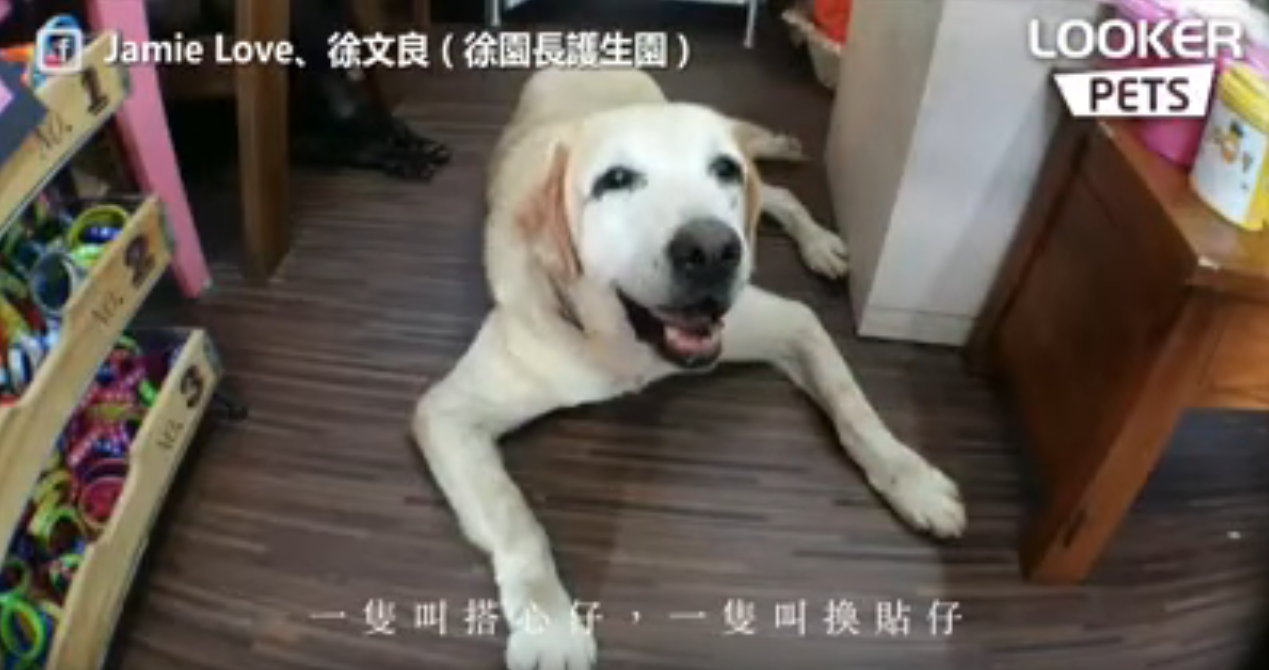 被狗狗救贖的浪子！ 徐園長「用救援行動報答」 摯愛夥伴搭心仔一生約定網友全淚崩