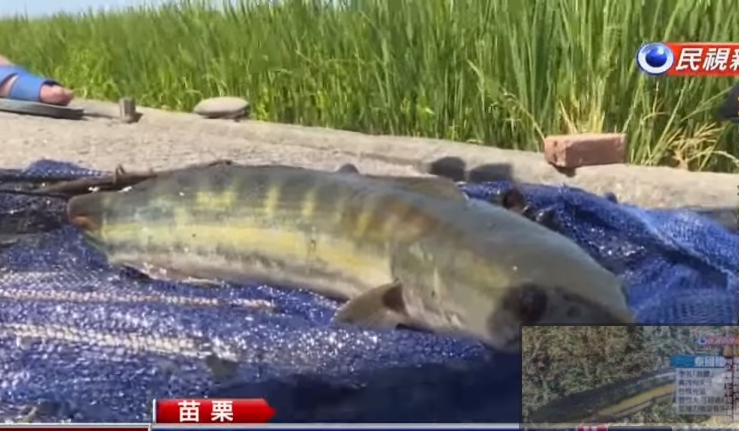 滿口尖牙勿接近！苗栗農田「遭怪魚入侵」繁殖力超強　專家揭開謎底：「牠完全沒有天敵」