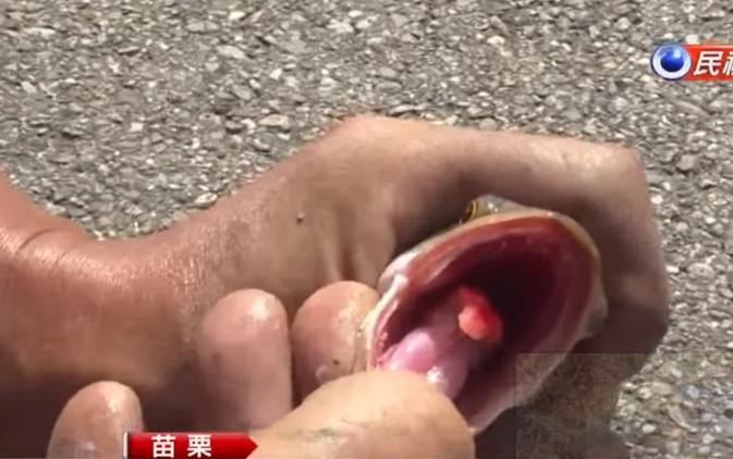 滿口尖牙勿接近！苗栗農田「遭怪魚入侵」繁殖力超強　專家揭開謎底：「牠完全沒有天敵」