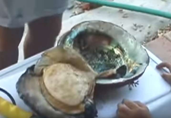 她們捕獲號稱「世界上最大鮑魚」！用力切開後竟看到「滿滿的寶藏」點閱飆破200萬