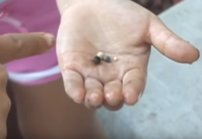 她們捕獲號稱「世界上最大鮑魚」！用力切開後竟看到「滿滿的寶藏」點閱飆破200萬