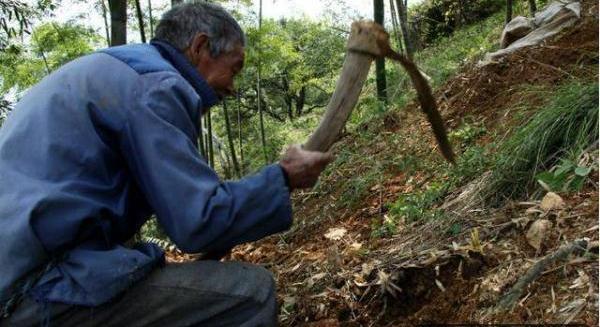 老人上山挖到「巨大人參」欣喜抱回家！兒子看見後嚇得跑到警察局自首