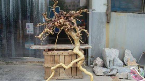 老人上山挖到「巨大人參」欣喜抱回家！兒子看見後嚇得跑到警察局自首