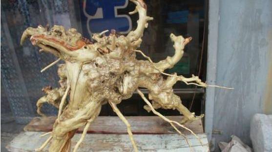 老人上山挖到「巨大人參」欣喜抱回家！兒子看見後嚇得跑到警察局自首