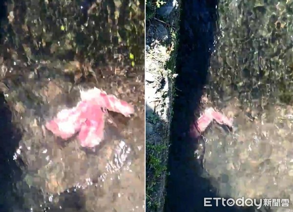 火鍋肉片會游泳？水溝驚見「20cm行動培根」逆流而上　網友起底「真實身分」呼籲：不能摸！