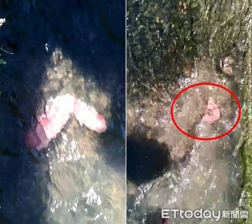 火鍋肉片會游泳？水溝驚見「20cm行動培根」逆流而上　網友起底「真實身分」呼籲：不能摸！