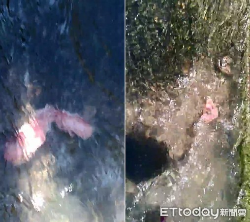 火鍋肉片會游泳？水溝驚見「20cm行動培根」逆流而上　網友起底「真實身分」呼籲：不能摸！