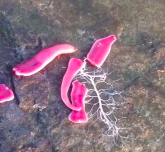 火鍋肉片會游泳？水溝驚見「20cm行動培根」逆流而上　網友起底「真實身分」呼籲：不能摸！