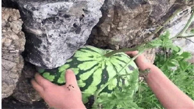 老漢看到石縫長出一個大西瓜，高興的想拿去賣錢，上前看清後轉頭就離開了