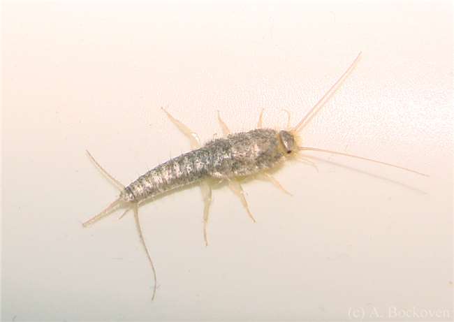 你家裡也有討厭的「害蟲衣魚」嗎？透過７個簡單的方法，一起來消滅牠們吧