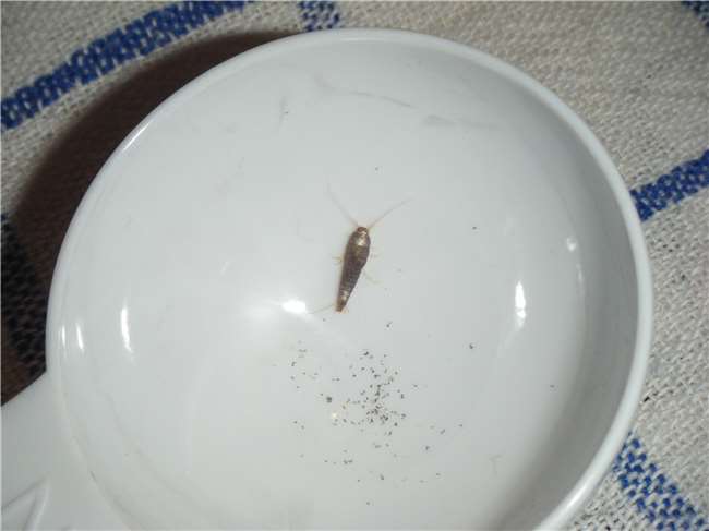 你家裡也有討厭的「害蟲衣魚」嗎？透過７個簡單的方法，一起來消滅牠們吧