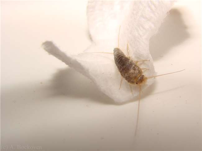 你家裡也有討厭的「害蟲衣魚」嗎？透過７個簡單的方法，一起來消滅牠們吧