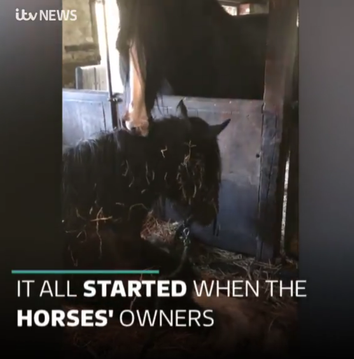 你不能走啊～母馬倒地不起　主人「帶公馬來見最後一面」一個動作奇蹟發生了