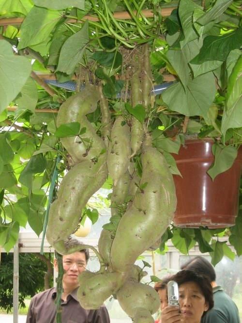 「紅薯」不用土也能長，這樣吊在空中養，1年產量能達到上千斤！