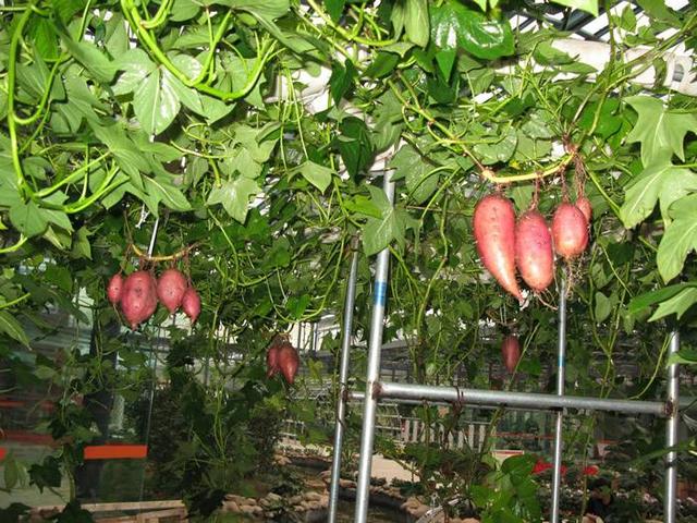 「紅薯」不用土也能長，這樣吊在空中養，1年產量能達到上千斤！