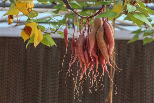 「紅薯」不用土也能長，這樣吊在空中養，1年產量能達到上千斤！