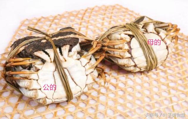 原來這款不能吃！秋天吃蟹公母大不同   「5看4秘笈」一嚐超甜