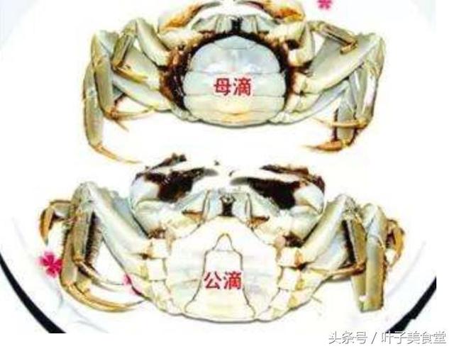 原來這款不能吃！秋天吃蟹公母大不同   「5看4秘笈」一嚐超甜