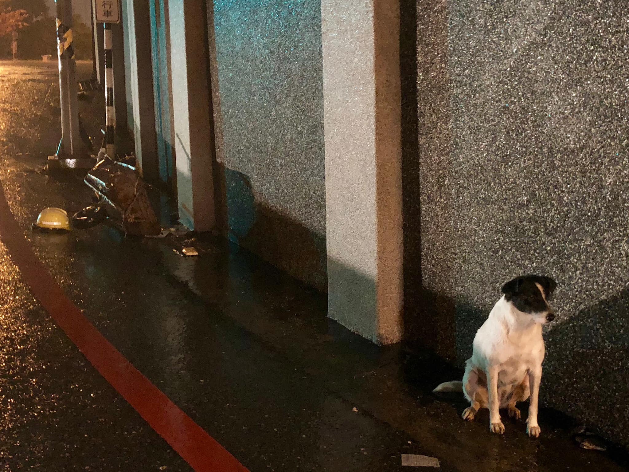不畏風雨交加！老翁送醫「忠犬徹夜原地守候」 冷到身體縮在一起也不放棄：主人我會等你