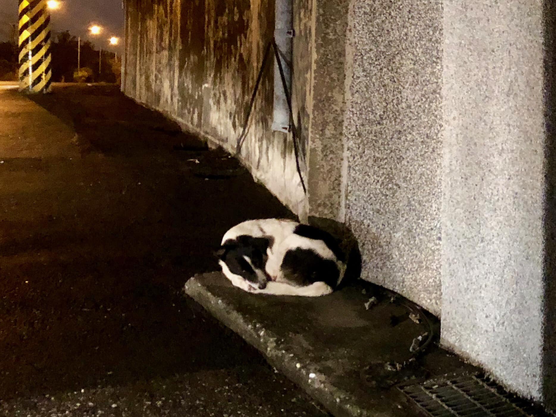 不畏風雨交加！老翁送醫「忠犬徹夜原地守候」 冷到身體縮在一起也不放棄：主人我會等你