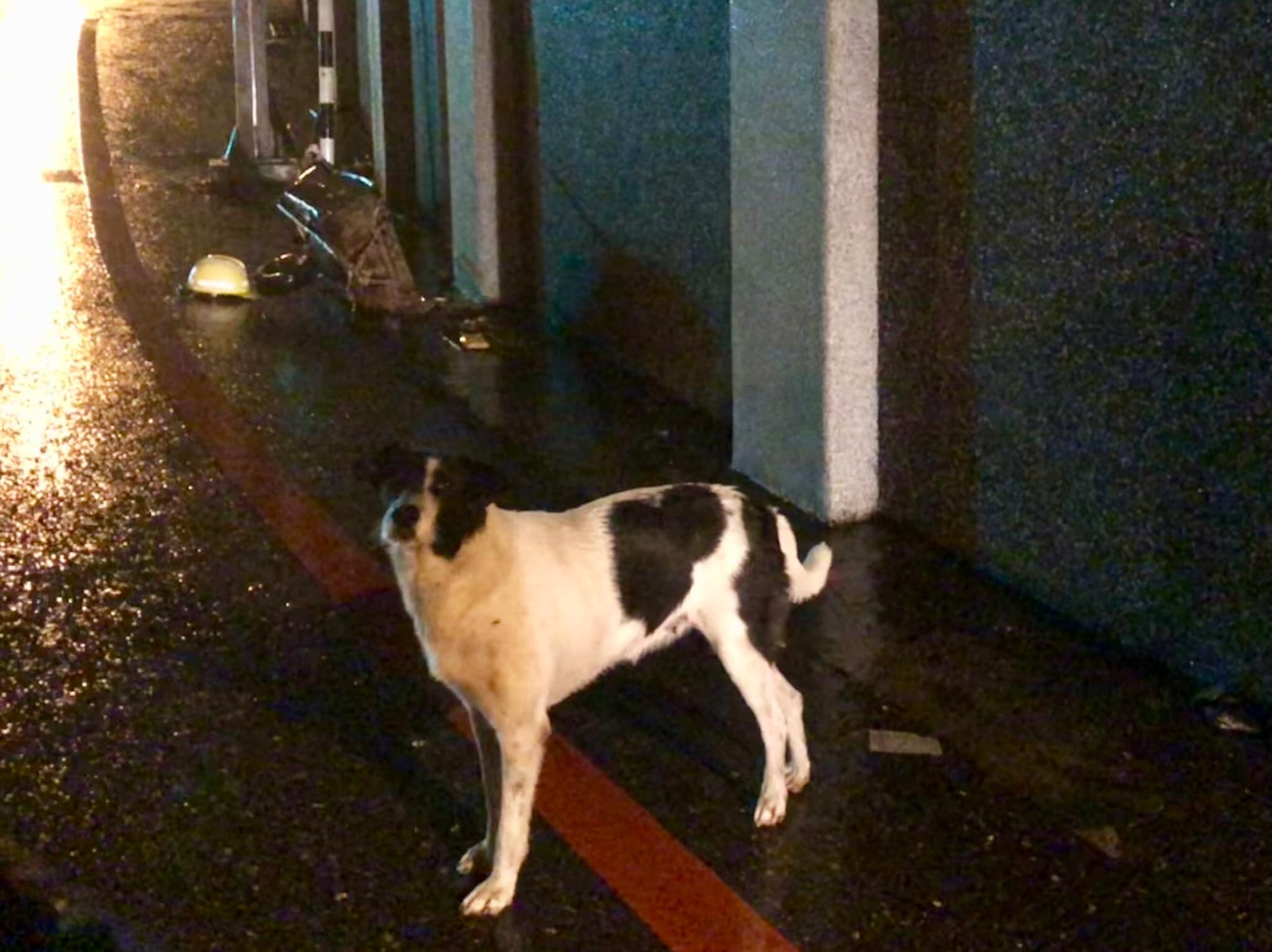 不畏風雨交加！老翁送醫「忠犬徹夜原地守候」 冷到身體縮在一起也不放棄：主人我會等你